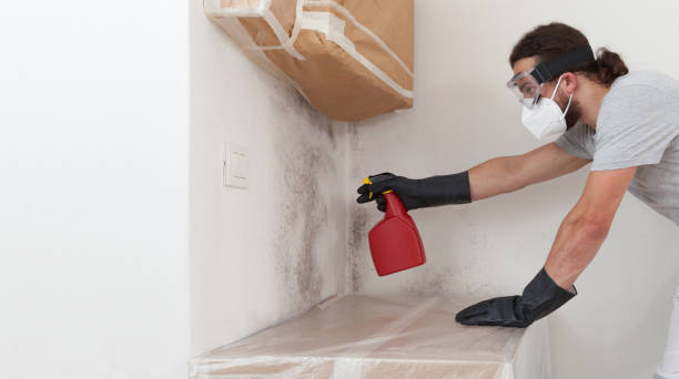 Professional Black Mold Remediation technician working in Wayland, MI
