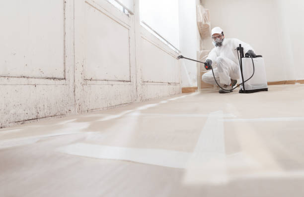 24/7 Emergency Black Mold Remediation experts in Wayland, MI